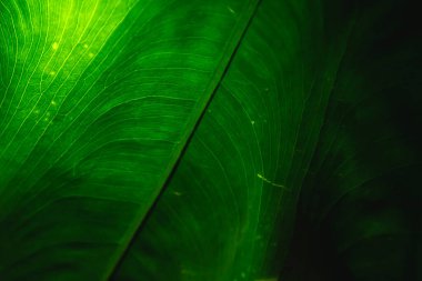 Yeşil bir tropikal yaprağın fotoğrafı. Karanlıkta, yaprak boyunca çizgileri olan yakın plan.