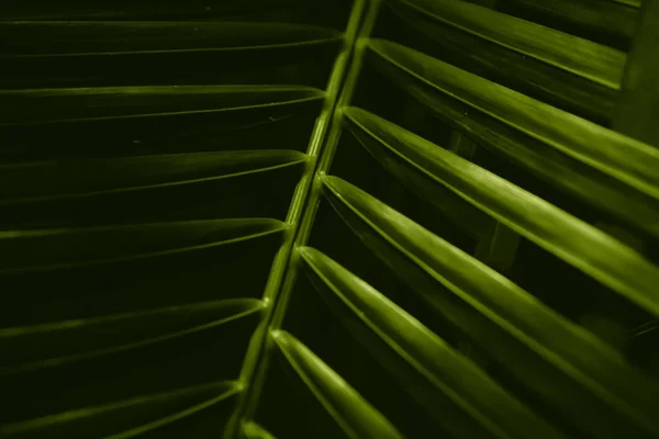 Foto Una Hoja Árbol Tropical Verde Cerca Oscuridad Con Iluminación — Foto de Stock