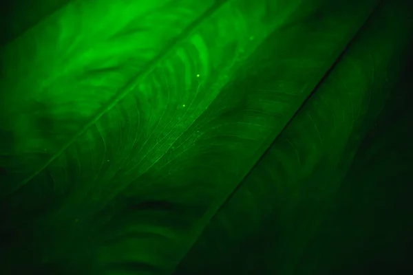 葉に沿って線で照明と暗闇の中で緑の熱帯の木の葉のクローズアップの写真 — ストック写真