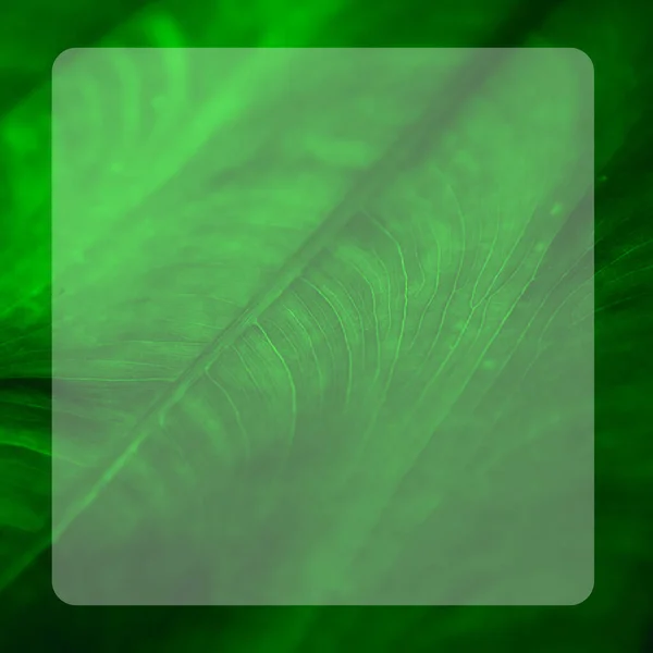 Illustration of a tropical green leaf with lines along the leaf in a frame