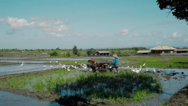 Farmers Cultivate Soil Tractor Plant Rice Field Flock White Birds — Stock Video