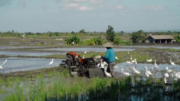 Farmers Cultivate Soil Tractor Plant Rice Field Flock White Birds — Stock Video