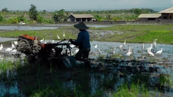 Farmers Cultivate Soil Tractor Plant Rice Field Flock White Birds — Stock Video