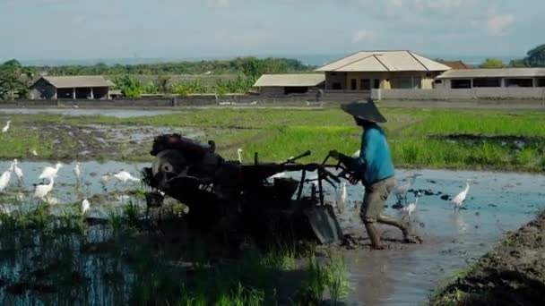 Фермеры Обрабатывают Почву Трактором Посадить Рисовое Поле Стаей Белых Птиц — стоковое видео