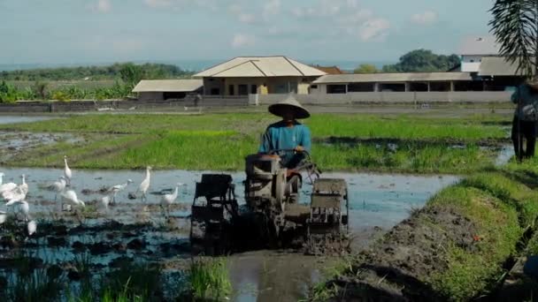 Farmers Cultivate Soil Tractor Plant Rice Field Flock White Birds — Stock Video