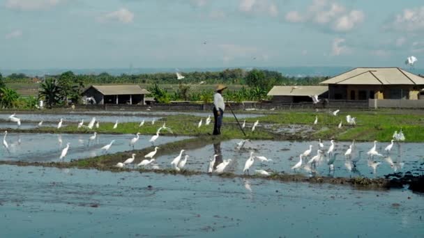 農民はトラクターで土を耕し バリ島に白い鳥の群れと田んぼを植える — ストック動画
