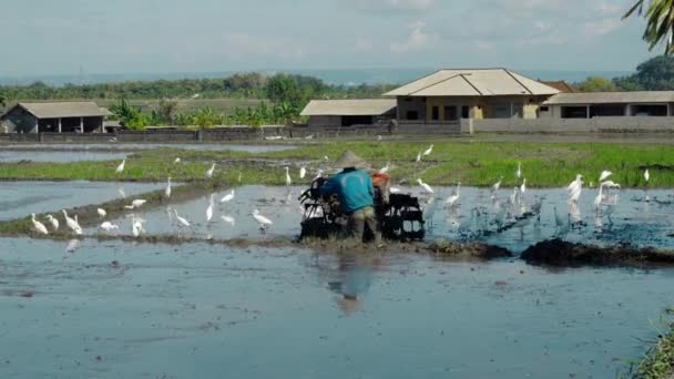 Rolnicy Uprawiają Ziemię Pomocą Ciągnika Aby Zasadzić Pole Ryżowe Stadem — Wideo stockowe