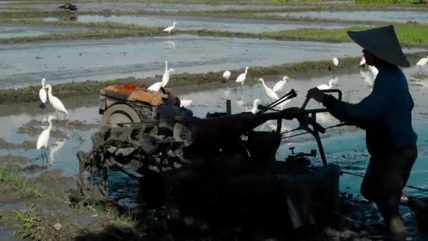 Çiftçiler Toprağı Traktörle Işlerler Bali Adasında Beyaz Kuş Sürüsüyle Pirinç — Stok video