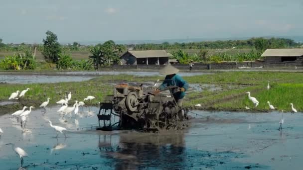 Jordbrukare Odlar Jorden Med Traktor För Att Plantera Ett Risfält — Stockvideo