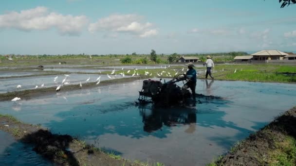 Farmers Cultivate Soil Tractor Plant Rice Field Flock White Birds — Stock Video