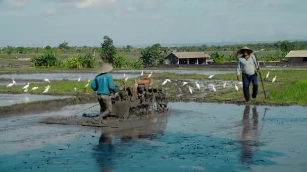 Farmers Cultivate Soil Tractor Plant Rice Field Flock White Birds — Stock Video