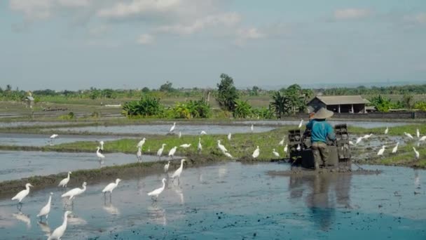 Фермеры Обрабатывают Почву Трактором Посадить Рисовое Поле Стаей Белых Птиц — стоковое видео
