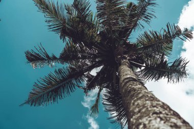 Uzun, ahşap gövdeli mavi gökyüzüne karşı duran uzun yeşil palmiye ağaçlarının fotoğrafı. 