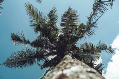 Uzun, ahşap gövdeli mavi gökyüzüne karşı duran uzun yeşil palmiye ağaçlarının fotoğrafı. 