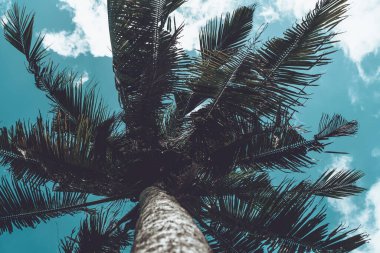 Uzun, ahşap gövdeli mavi gökyüzüne karşı duran uzun yeşil palmiye ağaçlarının fotoğrafı. 