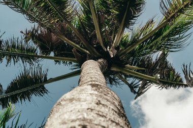 Uzun, ahşap gövdeli mavi gökyüzüne karşı duran uzun yeşil palmiye ağaçlarının fotoğrafı. 