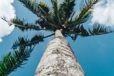 Uzun, ahşap gövdeli mavi gökyüzüne karşı duran uzun yeşil palmiye ağaçlarının fotoğrafı. 