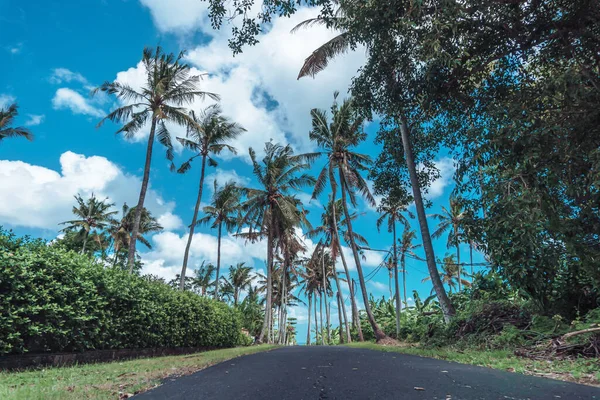 Uzun, ahşap gövdeli mavi gökyüzüne karşı duran uzun yeşil palmiye ağaçlarının fotoğrafı. 