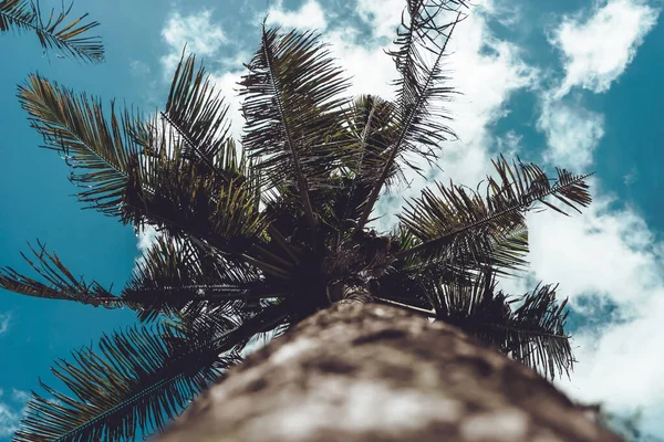Uzun, ahşap gövdeli mavi gökyüzüne karşı duran uzun yeşil palmiye ağaçlarının fotoğrafı. 