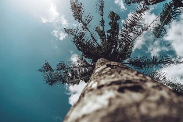 Photo Tall Green Palm Trees Blue Sky Long Wooden Trunk — Stock Photo, Image