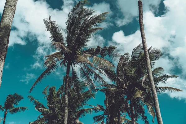 Photo Tall Green Palm Trees Blue Sky Long Wooden Trunk — Stock Photo, Image