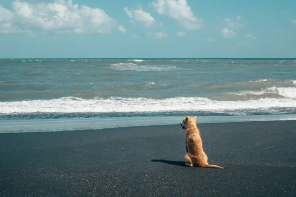 照片上一只深思熟虑的狗坐在沙滩上凝视着地平线 — 图库照片