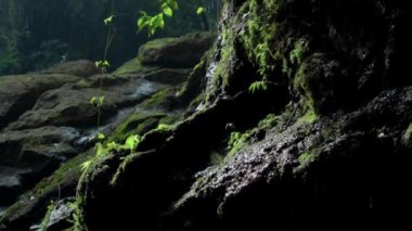 Bir kayalık nehir ve yeşil ağaçlarla yüksek bir dağdaki bir ormanın videosu.