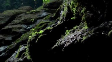 Bir kayalık nehir ve yeşil ağaçlarla yüksek bir dağdaki bir ormanın videosu.