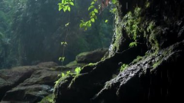 Bir kayalık nehir ve yeşil ağaçlarla yüksek bir dağdaki bir ormanın videosu.