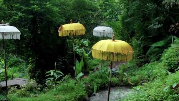 Vidéo Une Jungle Une Falaise Sur Une Haute Montagne Avec — Video