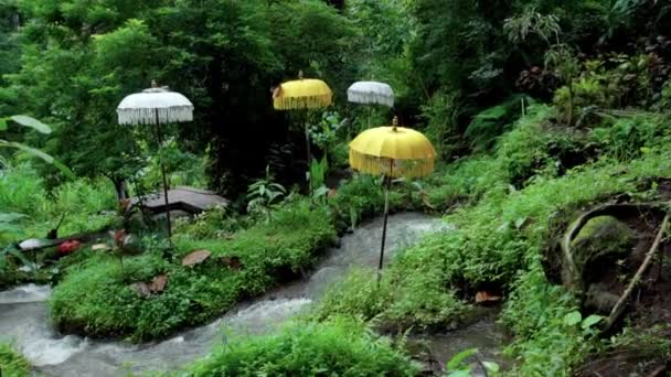 Vidéo Une Jungle Une Falaise Sur Une Haute Montagne Avec — Video