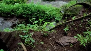 Bir kayalık nehir ve yeşil ağaçlarla yüksek bir dağdaki bir ormanın videosu.