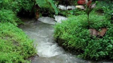 Bir kayalık nehir ve yeşil ağaçlarla yüksek bir dağdaki bir ormanın videosu.