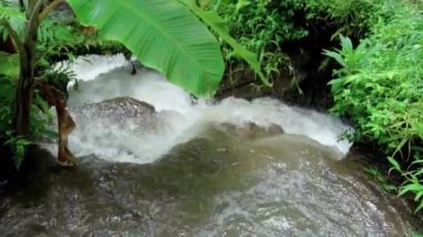 Bir kayalık nehir ve yeşil ağaçlarla yüksek bir dağdaki bir ormanın videosu.