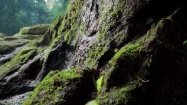 Bir kayalık nehir ve yeşil ağaçlarla yüksek bir dağdaki bir ormanın videosu.