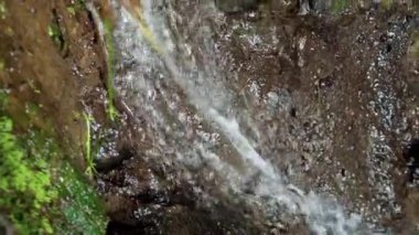 Bir kayalık nehir ve yeşil ağaçlarla yüksek bir dağdaki bir ormanın videosu.