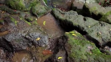 Bir kayalık nehir ve yeşil ağaçlarla yüksek bir dağdaki bir ormanın videosu.