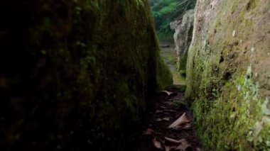 Bir kayalık nehir ve yeşil ağaçlarla yüksek bir dağdaki bir ormanın videosu.