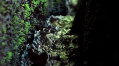 Bir kayalık nehir ve yeşil ağaçlarla yüksek bir dağdaki bir ormanın videosu.