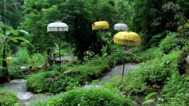 Vidéo Une Jungle Une Falaise Sur Une Haute Montagne Avec — Video