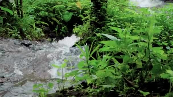 Video Una Giungla Una Scogliera Alta Montagna Con Fiume Roccia — Video Stock