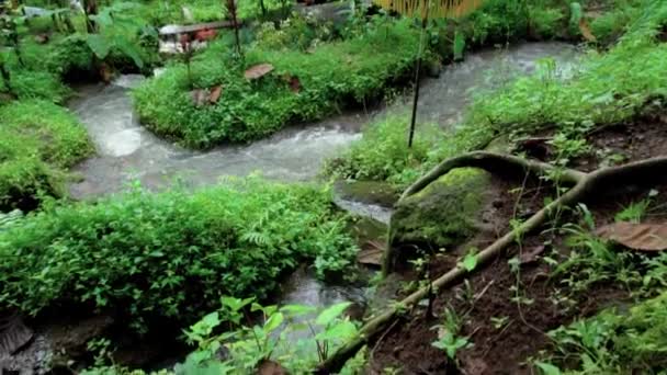 Wideo Dżungli Urwiska Wysokiej Górze Rzeką Skalną Zielonymi Drzewami — Wideo stockowe