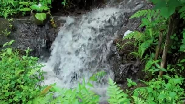 Bir Kayalık Nehir Yeşil Ağaçlarla Yüksek Bir Dağdaki Bir Ormanın — Stok video