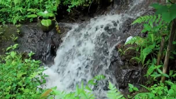 Vidéo Une Jungle Une Falaise Sur Une Haute Montagne Avec — Video