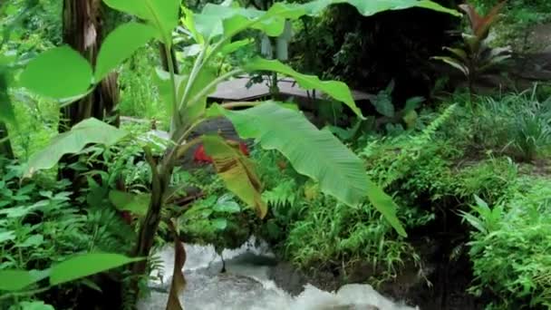 Vidéo Une Jungle Une Falaise Sur Une Haute Montagne Avec — Video