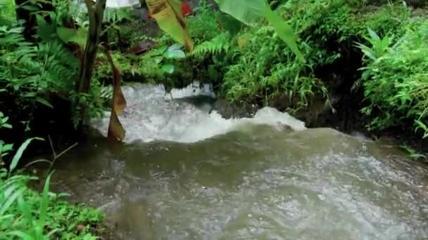 Bir Kayalık Nehir Yeşil Ağaçlarla Yüksek Bir Dağdaki Bir Ormanın — Stok video