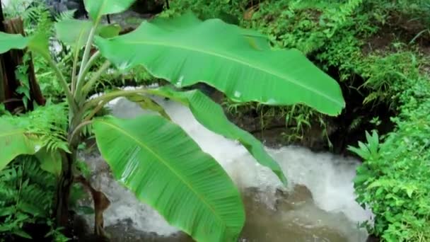 Vídeo Una Selva Acantilado Una Alta Montaña Con Río Roca — Vídeos de Stock