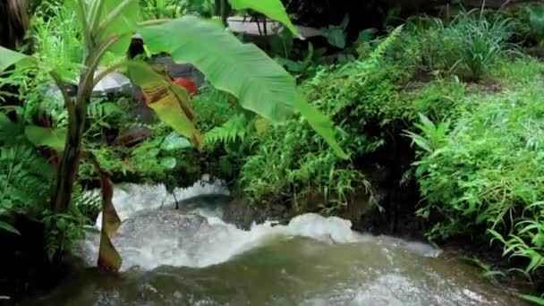 Відео Джунглів Скелі Високій Горі Скелястою Річкою Зеленими Деревами — стокове відео