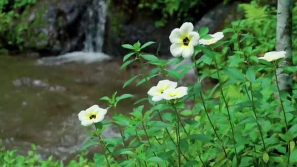 岩の川と緑の木々と花のある高い山の崖へのジャングルのビデオ — ストック動画