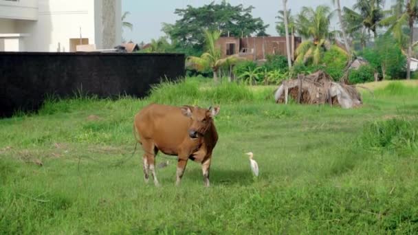 Video Red Cow Standing Green Field Eating Grass — Stock Video